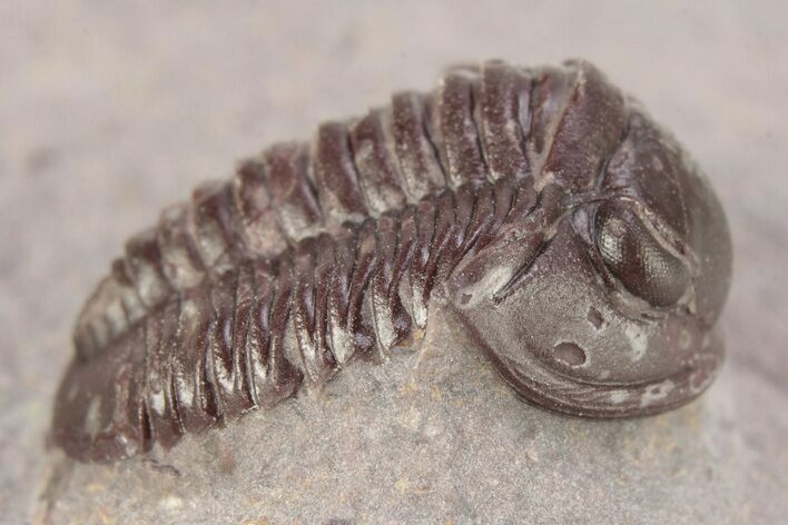 Red Proetid Trilobite - Hamar Laghdad, Morocco #271441